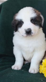 Milo