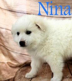 Nina