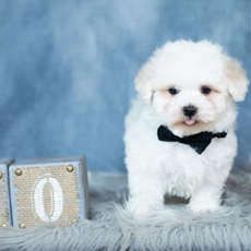 Owen
