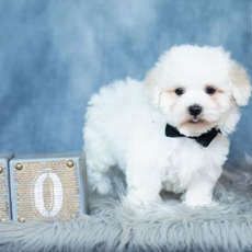 Owen