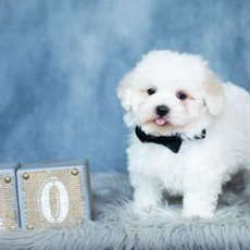 Owen