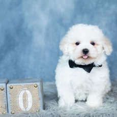 Owen