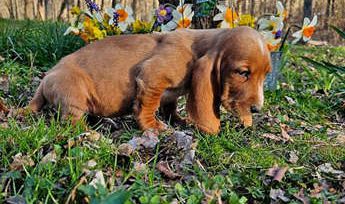 Sadie