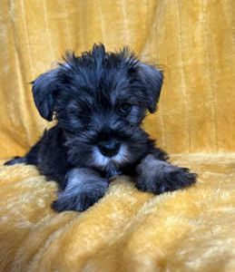 Sweet Pea
