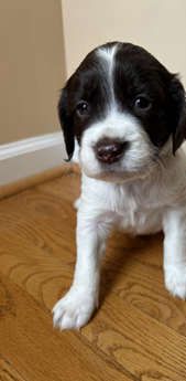 Tucker