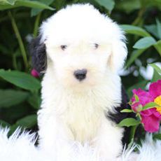AKC Mozzy