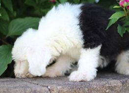 AKC Mozzy