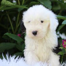 AKC Mozzy