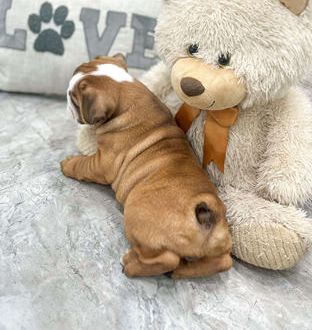 Annabelle