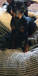 Apollo