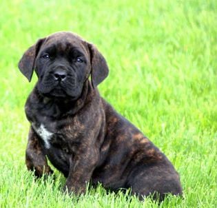 Axel