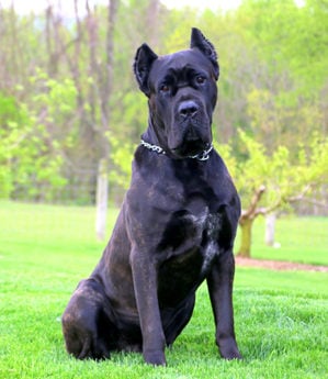 Axel