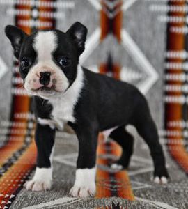 Benji