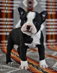 Benji