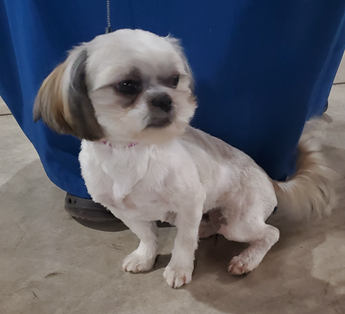 Benny