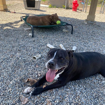 Bilbo Baggins - Puppy Area