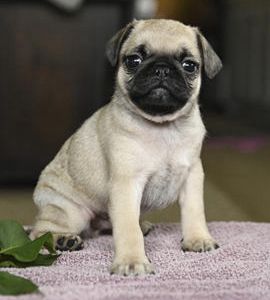Cooper