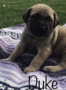 Duke
