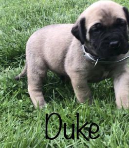 Duke