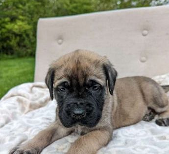 Duke