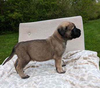 Duke