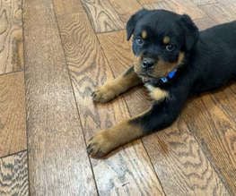 German Rottweiler