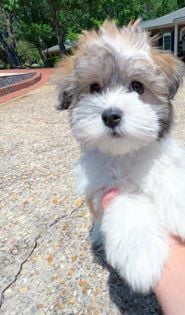 Gomez CUTE VID