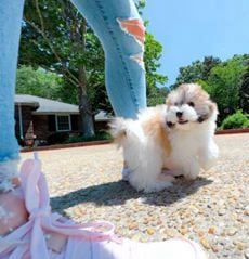 Gomez CUTE VID