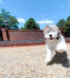 Gomez CUTE VID