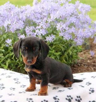 Lilly-Mini - Puppy Area