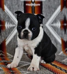 Malcolm