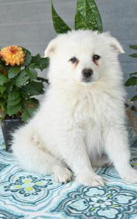 Meko