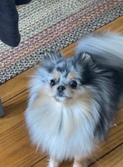 Mia