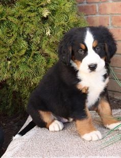 Nickles - Puppy Area