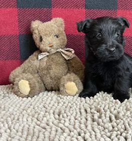 Oleta - Puppy Area