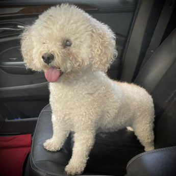 Porscha - Puppy Area