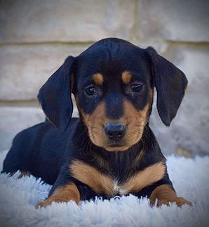 Roscoe mini