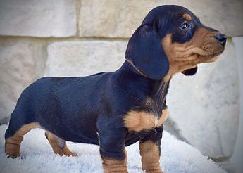 Roscoe mini