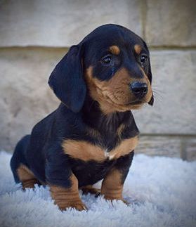 Roscoe mini