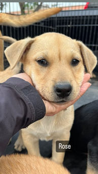 Rose. G - Puppy Area