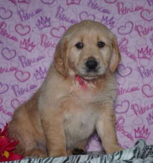 Tucker