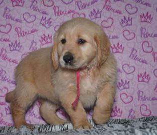 Tucker
