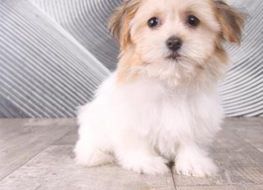 Axel