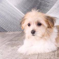 Axel