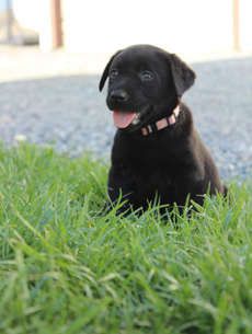 Bailey - English