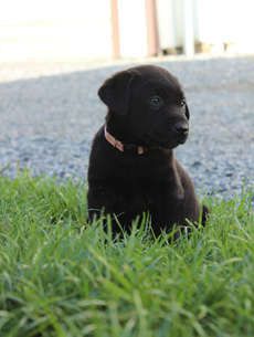Bailey - English