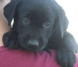 Bailey - English