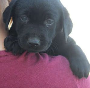 Bailey - English