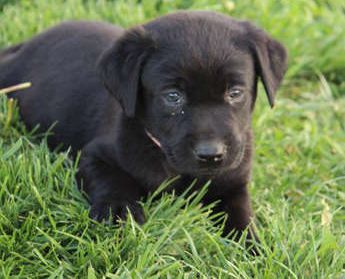 Bailey - English