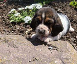 Bailey
